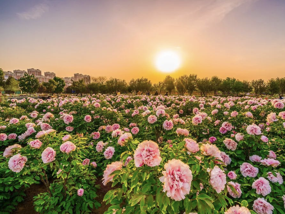  是時(shí)候來(lái)一趟菏澤了